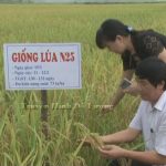 Trung tâm giống cây trồng tổ chức hội thảo khoa học dự án nghiên cứu tuyển chọn bộ giống lúa mới phù hợp với điều kiện sinh thái tỉnh Nghệ An